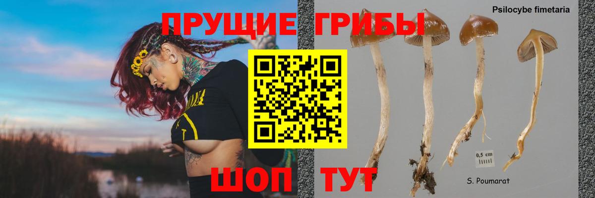 Галлюциногенные грибы прущие грибы Зима